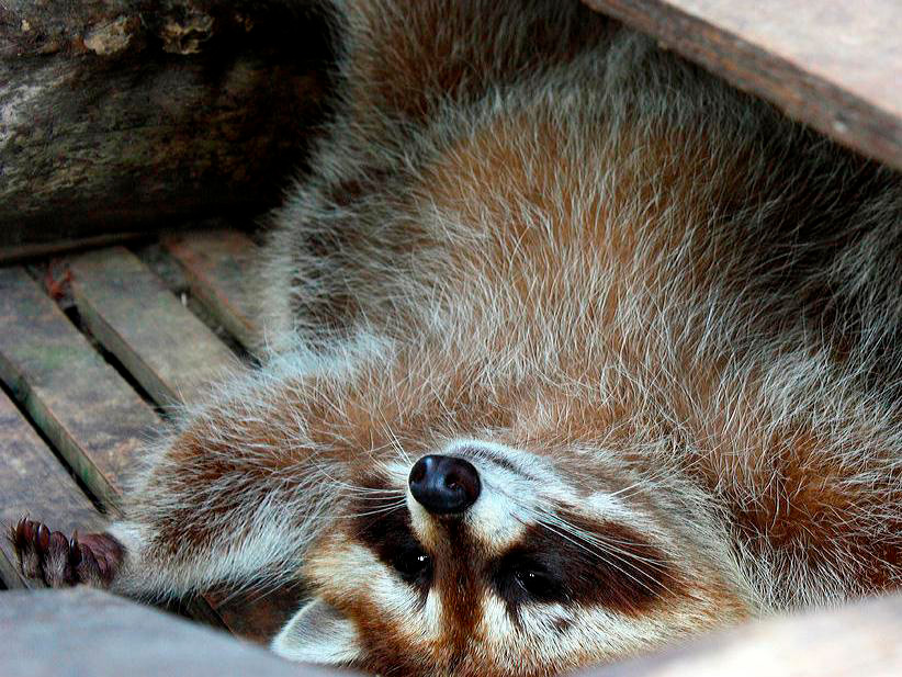 淘氣小浣熊